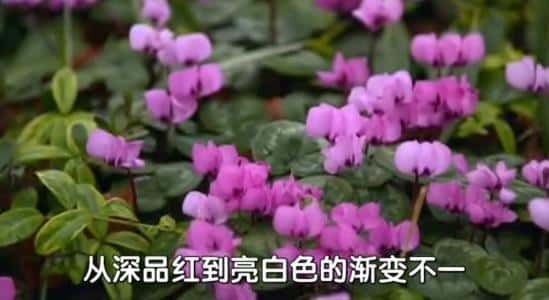 BBC纪录片《园艺世界 Gardeners' World 2014》第四十七季 全31集全集[720P][有字幕][网盘]