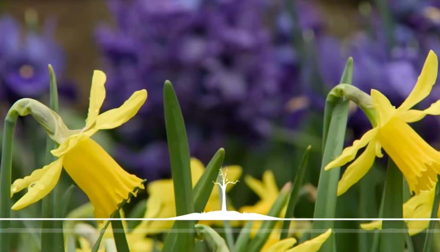 BBC纪录片《园艺世界 Gardeners' World 2013》 第四十六季 全31集全集[720P][有字幕][网盘]