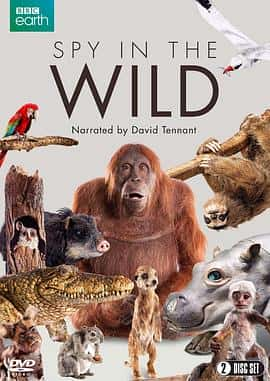 ¼ƬҰһSpyintheWildSeason1(2017)-Ѹ