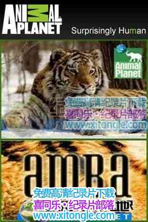 ¼Ƭ˹Ѱж Amba The Russia Tiger-