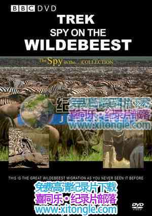 ¼ƬǨ㣺Ⱥļ Trek: Spy on the Wildebeest-