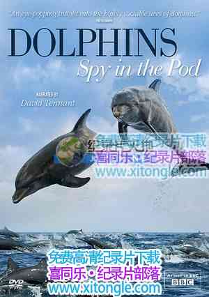 ¼Ƭ Dolphins Spy In The Pod-