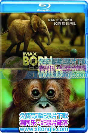 عҰԡIMAX Born To Be Wild-¼Ƭ