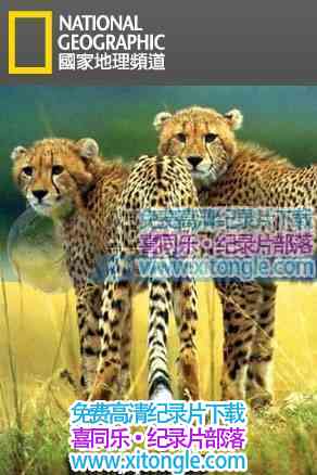 ¼ƬԱֵܵ Cheetah Blood Brothers-