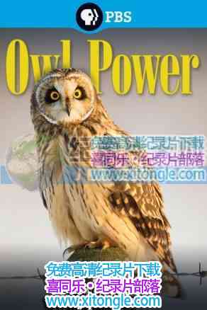 èͷӥNature Owl Power-¼Ƭ