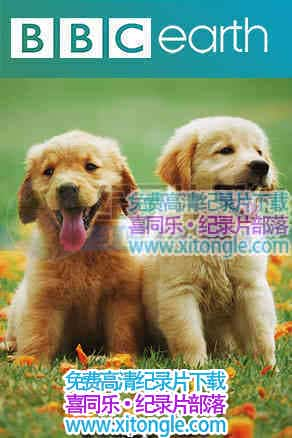 СèС硷The Wonderful World of Puppies - 