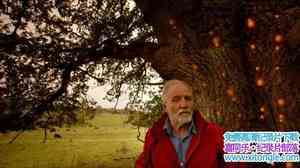 BBC¼Ƭ ȻΰҴ Oak Tree Natures Greatest Survivor 2015ӢӢ˫-