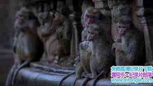 ¼Ƭ--¼Ƭ Monkey Kingdom 1080P  Ӽ¼Ƭٶ