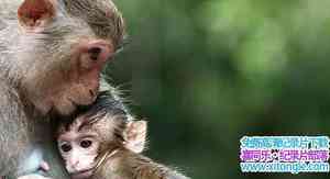 ӢPBC¼Ƭ ĺNature Clever MonkeysӢ-