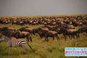 IMAX¼Ƭޣ׸ǵٹҹ԰ Africa: The Serengeti-