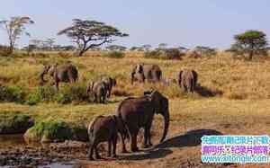 IMAX¼Ƭޣ׸ǵٹҹ԰ Africa: The Serengeti-