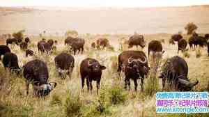 IMAX¼Ƭޣ׸ǵٹҹ԰ Africa: The Serengeti-