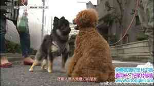 NHK¼ƬԶձ֮ƪ Begin Japanology Pets-