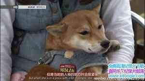 NHK¼ƬԶձ֮ƪ Begin Japanology Pets-