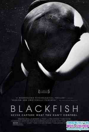 ﱣ¼Ƭھ Black FishӢ˫-