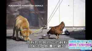 ̽ƵUĶ Fukushimas Forgotten AnimalsӢﷱ-