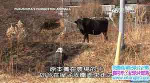 ̽ƵUĶ Fukushimas Forgotten AnimalsӢﷱ-