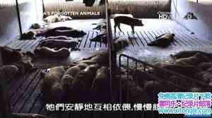 ̽ƵUĶ Fukushimas Forgotten AnimalsӢﷱ-