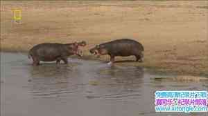 ҵ Hippo HellӢ-