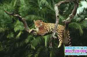 BBC¼Ƭʧ֮: Lost Land Of The Jaguarȫ3-