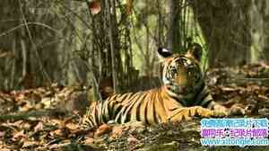 BBC¼Ƭϻʧ֮ Lost Land Of The Tigerȫ3-