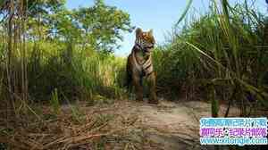 BBC¼Ƭϻʧ֮ Lost Land Of The Tigerȫ3-