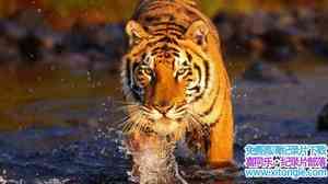 BBC¼Ƭϻʧ֮ Lost Land Of The Tigerȫ3-