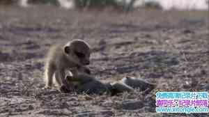 ̽ƵɸһҵĹ Meerkat Manor The Story Beginsȫ-