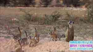 ̽ƵɸһҵĹ Meerkat Manor The Story Beginsȫ-