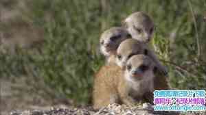 ̽ƵɸһҵĹ Meerkat Manor The Story Beginsȫ-