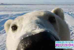 BBC¼Ƭ:̽ Polar Bear:Spy on the Iceȫ-