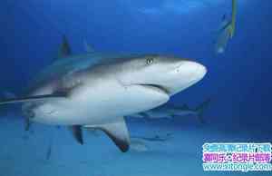 IMAX¼Ƭ̽ Search For The Great Sharksȫ1-