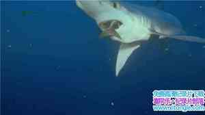 IMAX¼Ƭ̽ Search For The Great Sharksȫ1-