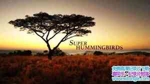 PBS¼Ƭ Super Humming BirdsӢ-