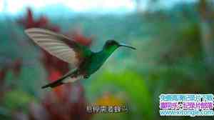 PBS¼Ƭ Super Humming BirdsӢ-