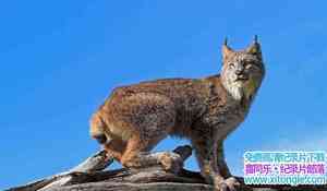 ORF¼ƬɽèҪؼ/ The Lynx Liaison 2016-