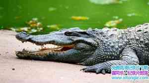 BBC¼Ƭ The Secret Life of Crocodiles with Ben Fogleȫ2-