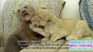 BBC¼ƬӰӢ ħBritain on Film Animal MagicӢ-