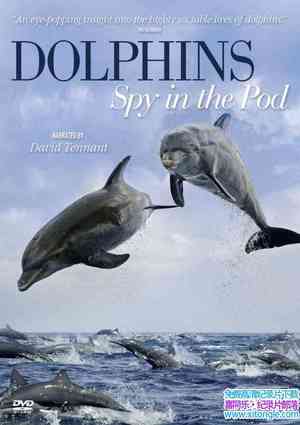 BBC¼ƬԵ׺ Dolphins Spy in the Podȫ2-