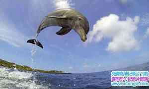 BBC¼ƬԵ׺ Dolphins Spy in the Podȫ2-