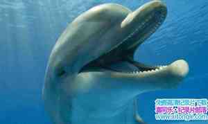 BBC¼ƬԵ׺ Dolphins Spy in the Podȫ2-