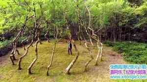 BBC¼Ƭɭ Ұ  ԴȻ Forest, Field Sky: Art out of NatureӢ˫-