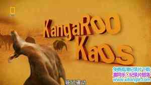 ҵɧ Kangaroo KaosӢ-