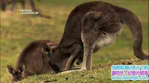 ҵɧ Kangaroo KaosӢ-