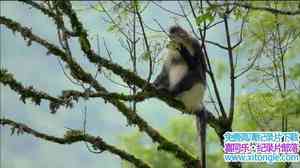 PBS¼Ƭ֮ Mystery Monkeys of Shangri-LaӢ-