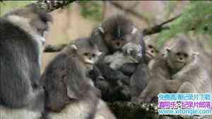 PBS¼Ƭ֮ Mystery Monkeys of Shangri-LaӢ-