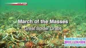 NHK¼Ƭ֩з Mystery of Spider Crab CongregationӢ-