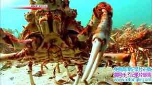 NHK¼Ƭ֩з Mystery of Spider Crab CongregationӢ-