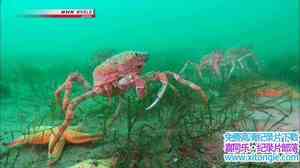 NHK¼Ƭ֩з Mystery of Spider Crab CongregationӢ-