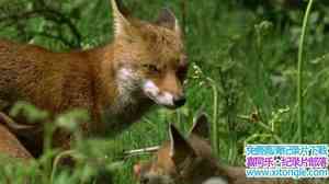 BBC¼ƬȻ ʥ Natural World Earth Pilgrim A Year on DartmoorӢ˫-